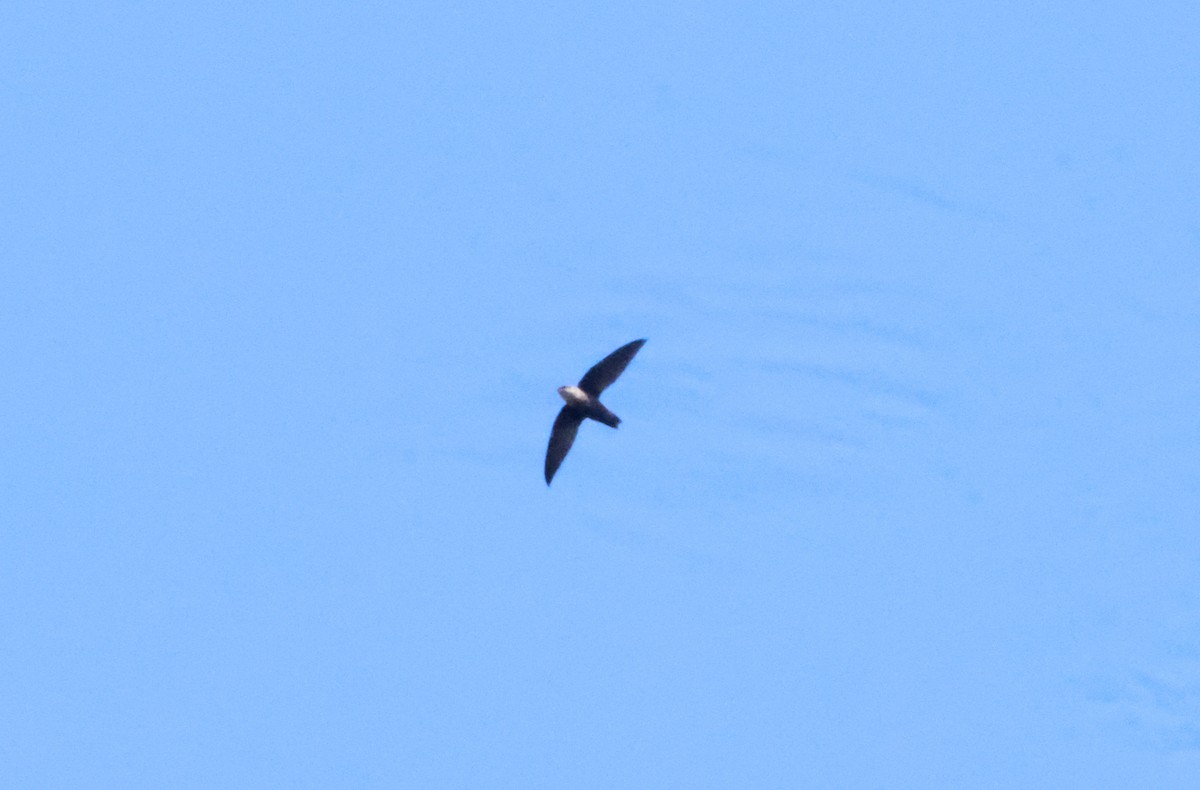 Chimney Swift - Sarah Morris