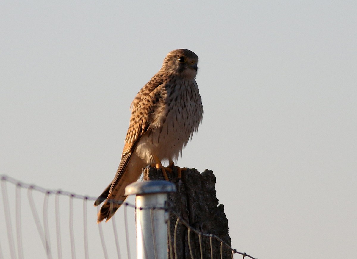 Eurasian Kestrel - Miguel García