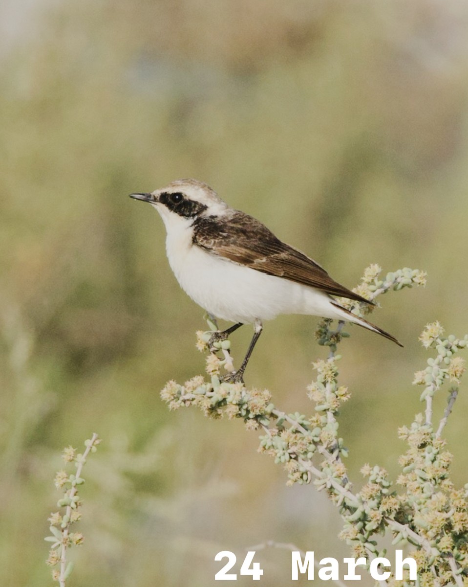 Pied Wheatear (vittata) - ML609961481