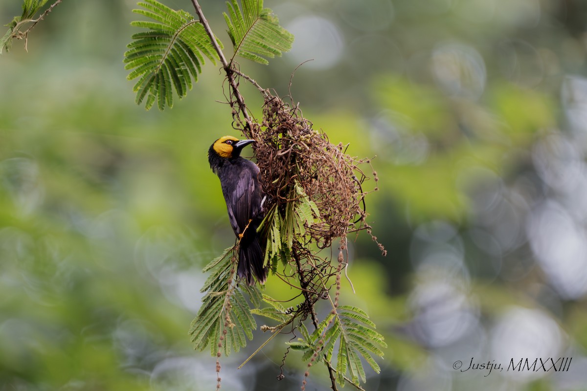 Black-billed Weaver - juliana low