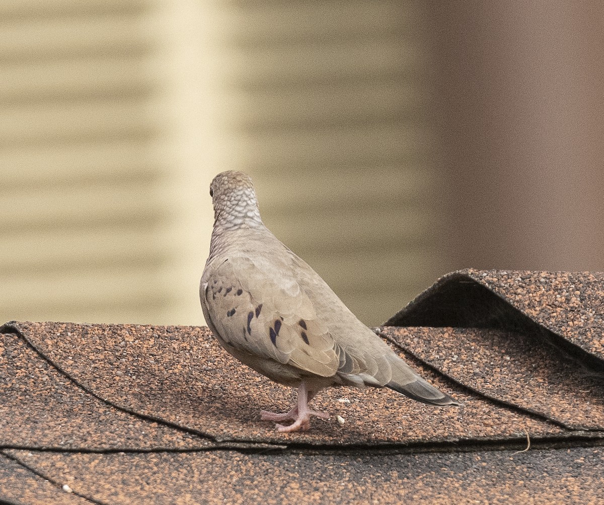 Common Ground Dove - ML609961610