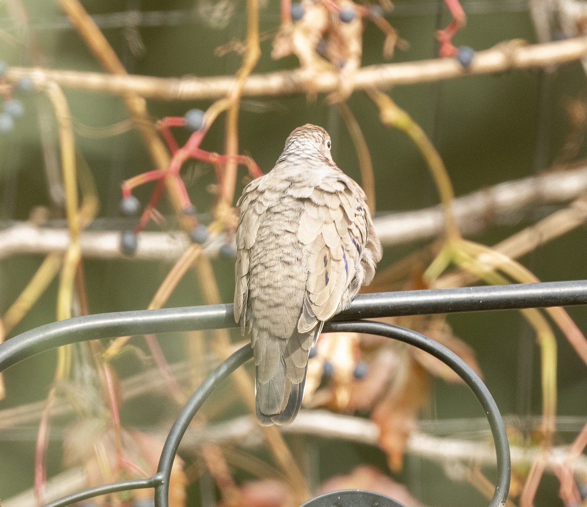 Common Ground Dove - ML609961613