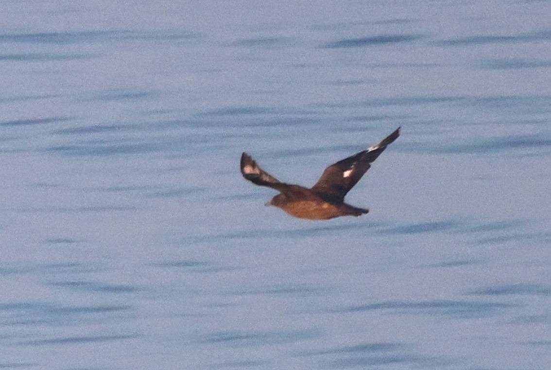 South Polar Skua - Jesus Carrion Piquer