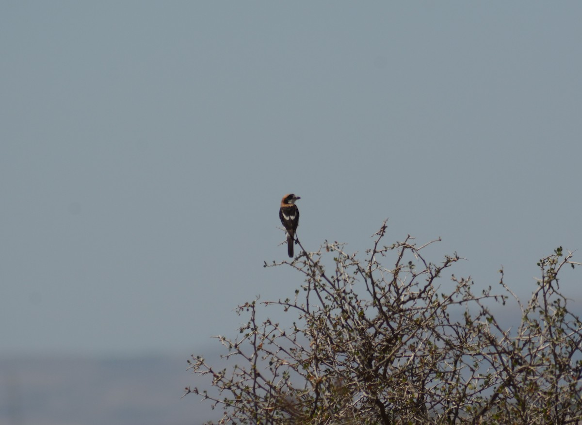 Woodchat Shrike - Conrad Wu