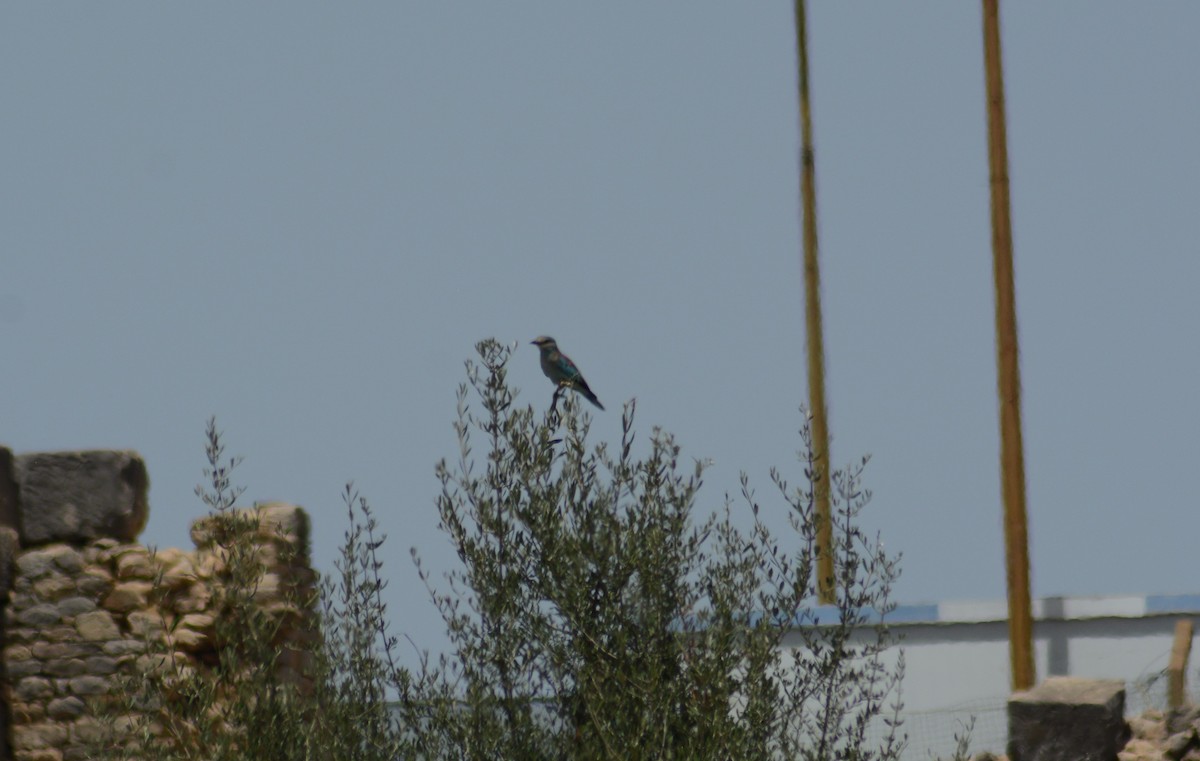 European Roller - ML609961736