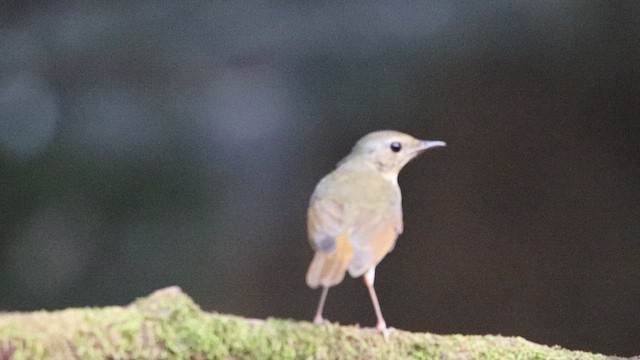 Indian Blue Robin - ML609961878