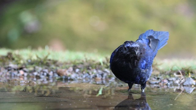 Malabar Whistling-Thrush - ML609961883