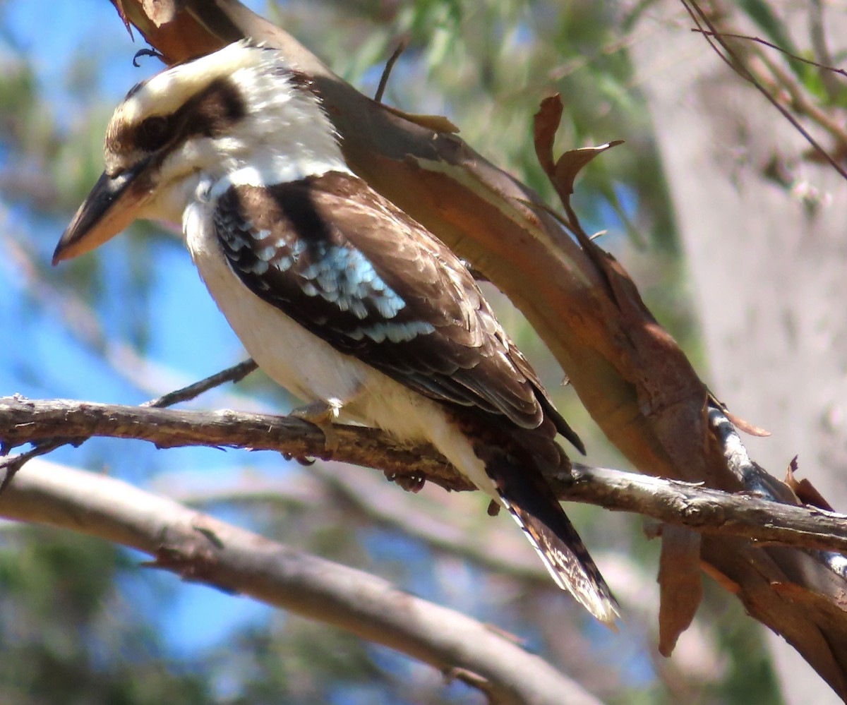 Laughing Kookaburra - ML609961923