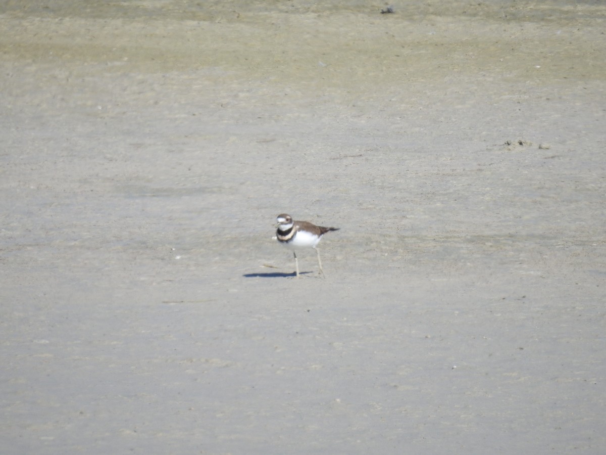 Killdeer - ML609961924