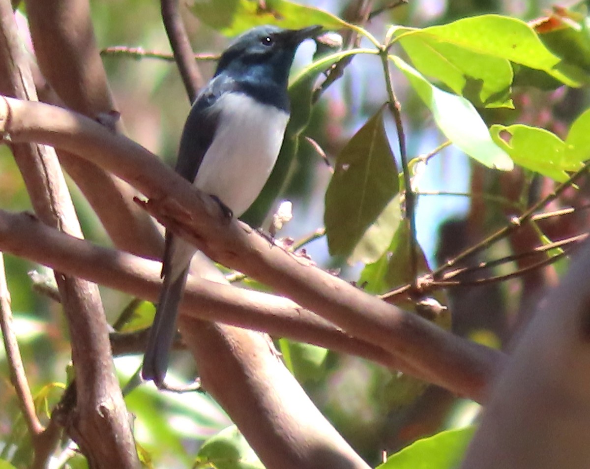 Leaden Flycatcher - ML609961925