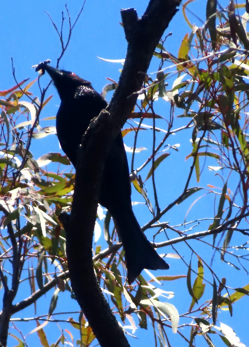 Spangled Drongo - Paul Dobbie