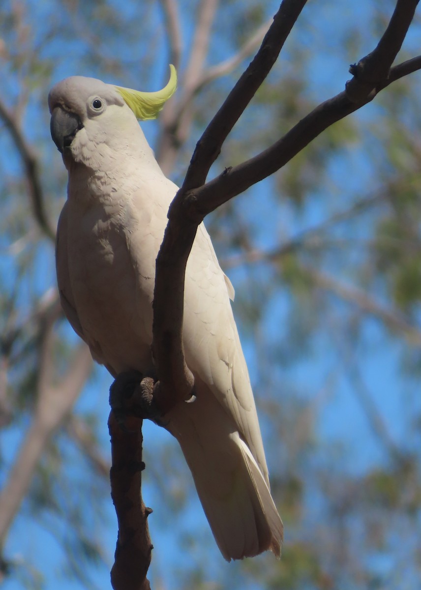 Sulphur-crested Cockatoo - ML609961938