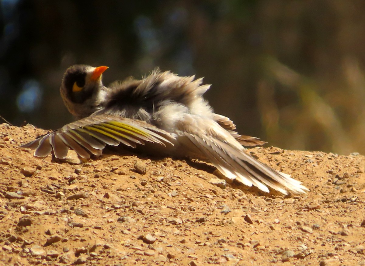 Noisy Miner - ML609961951