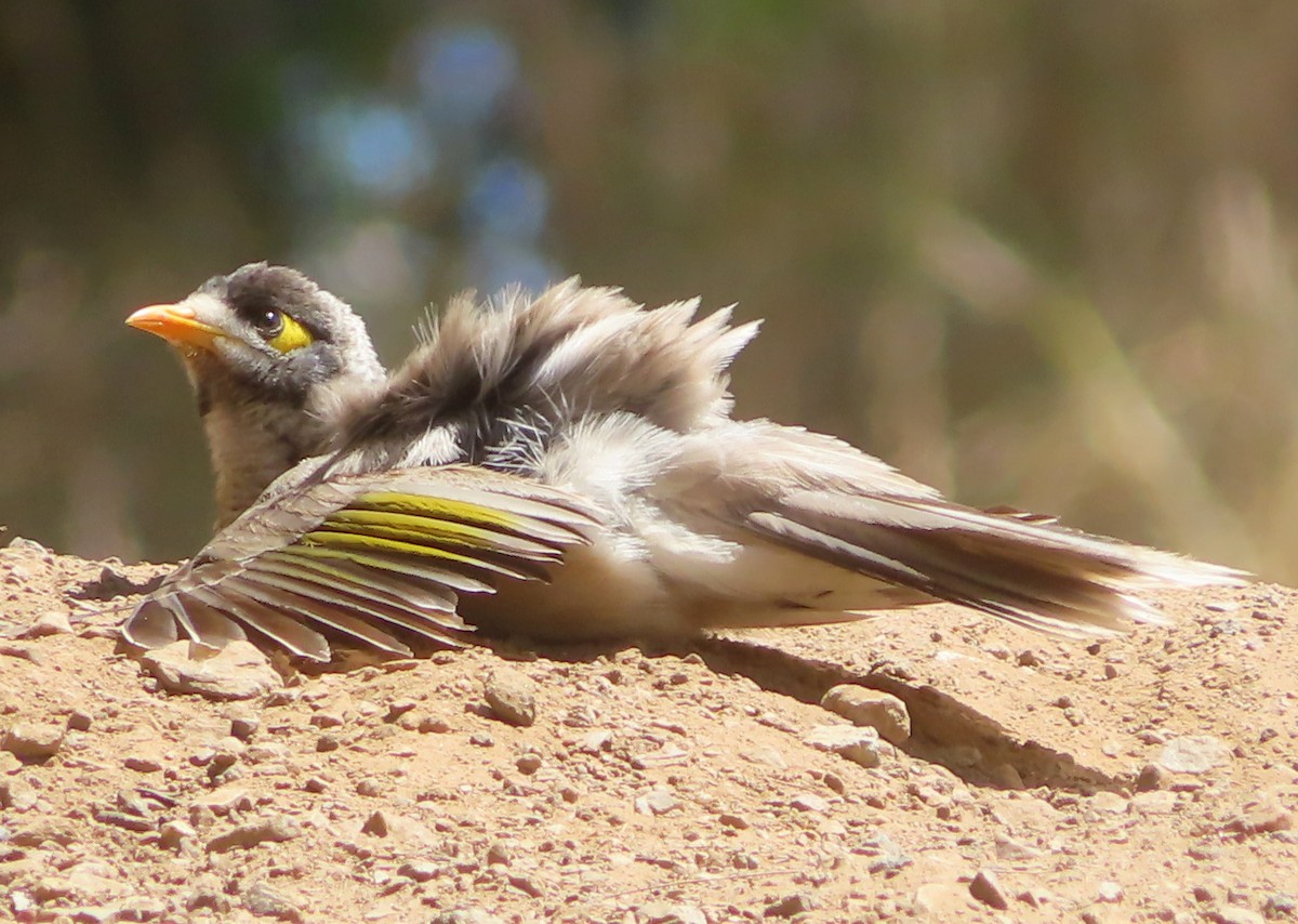 Noisy Miner - ML609961953