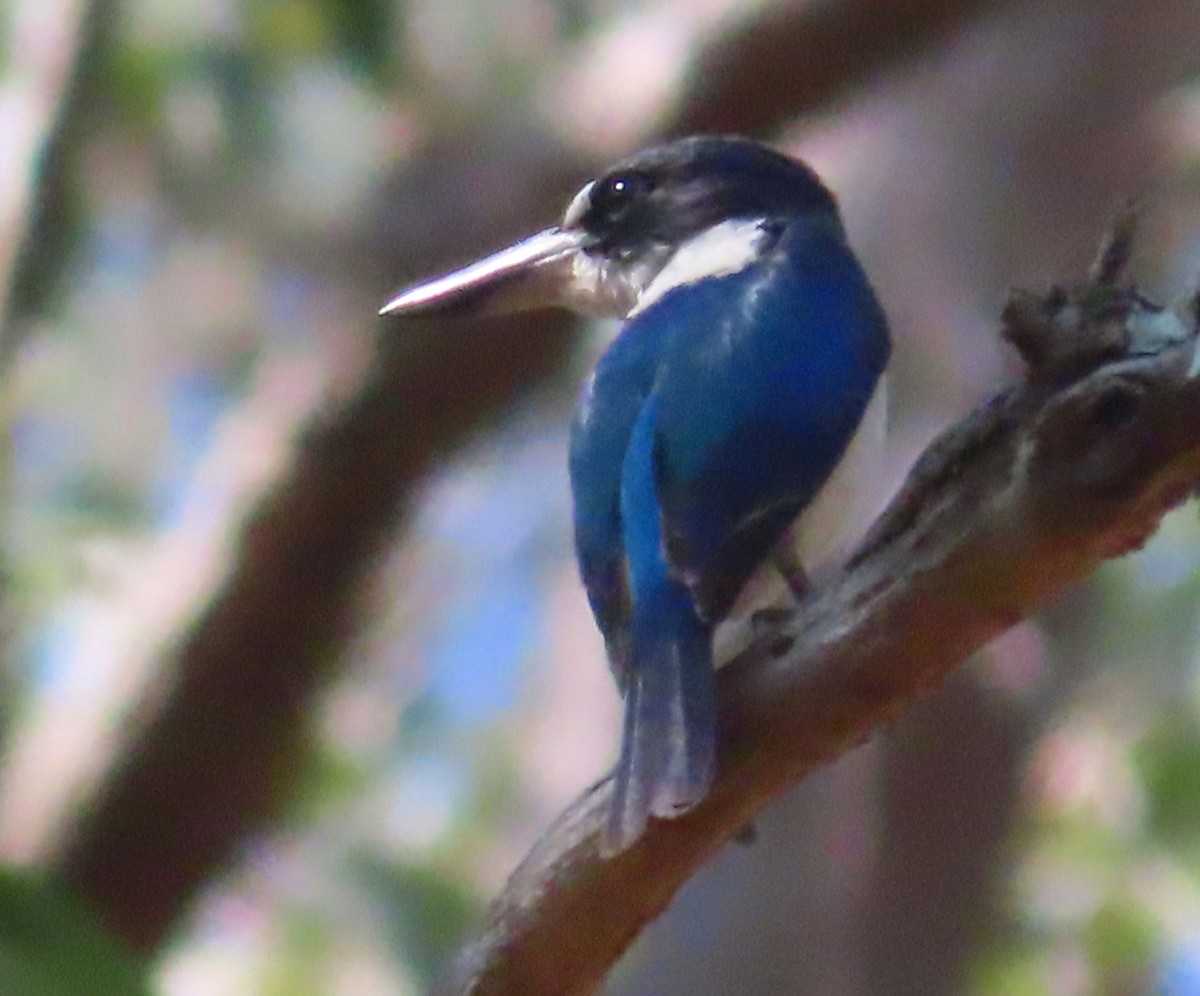 Forest Kingfisher - Paul Dobbie