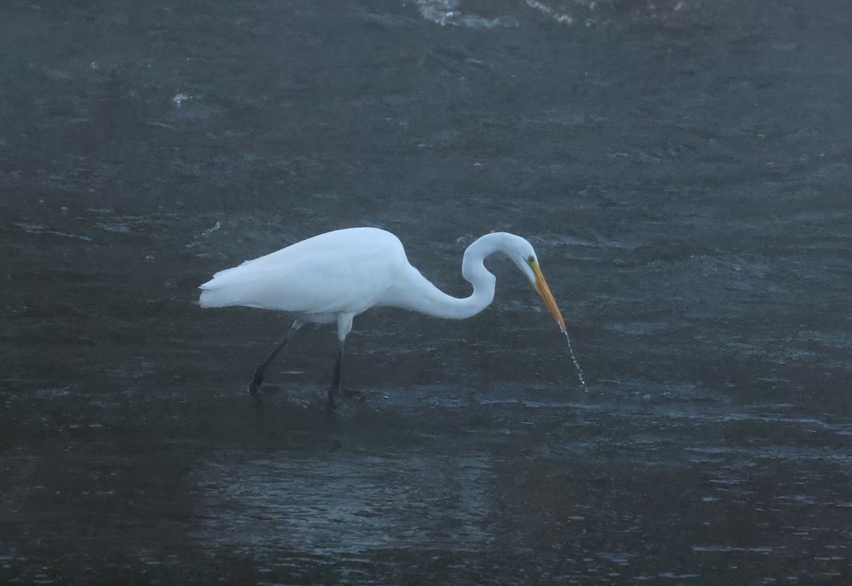 Great Egret - ML609961975