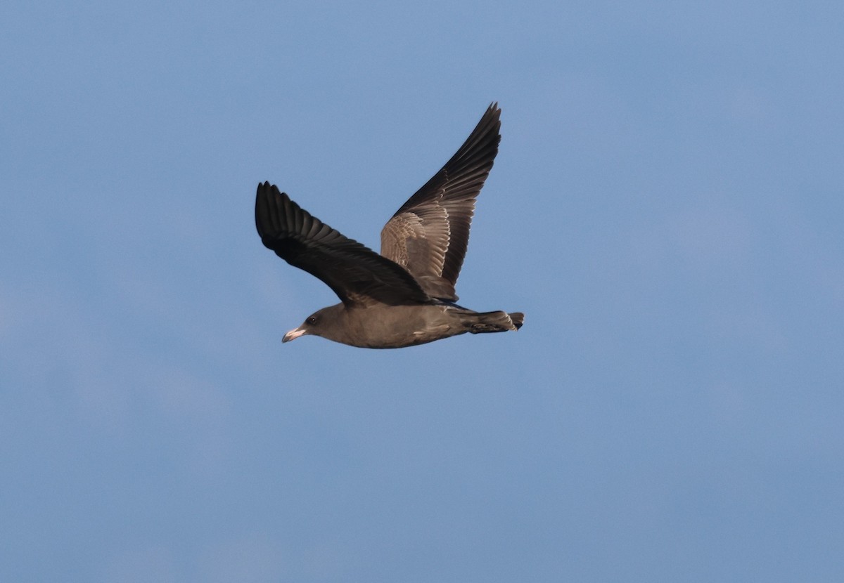 Heermann's Gull - ML609962056