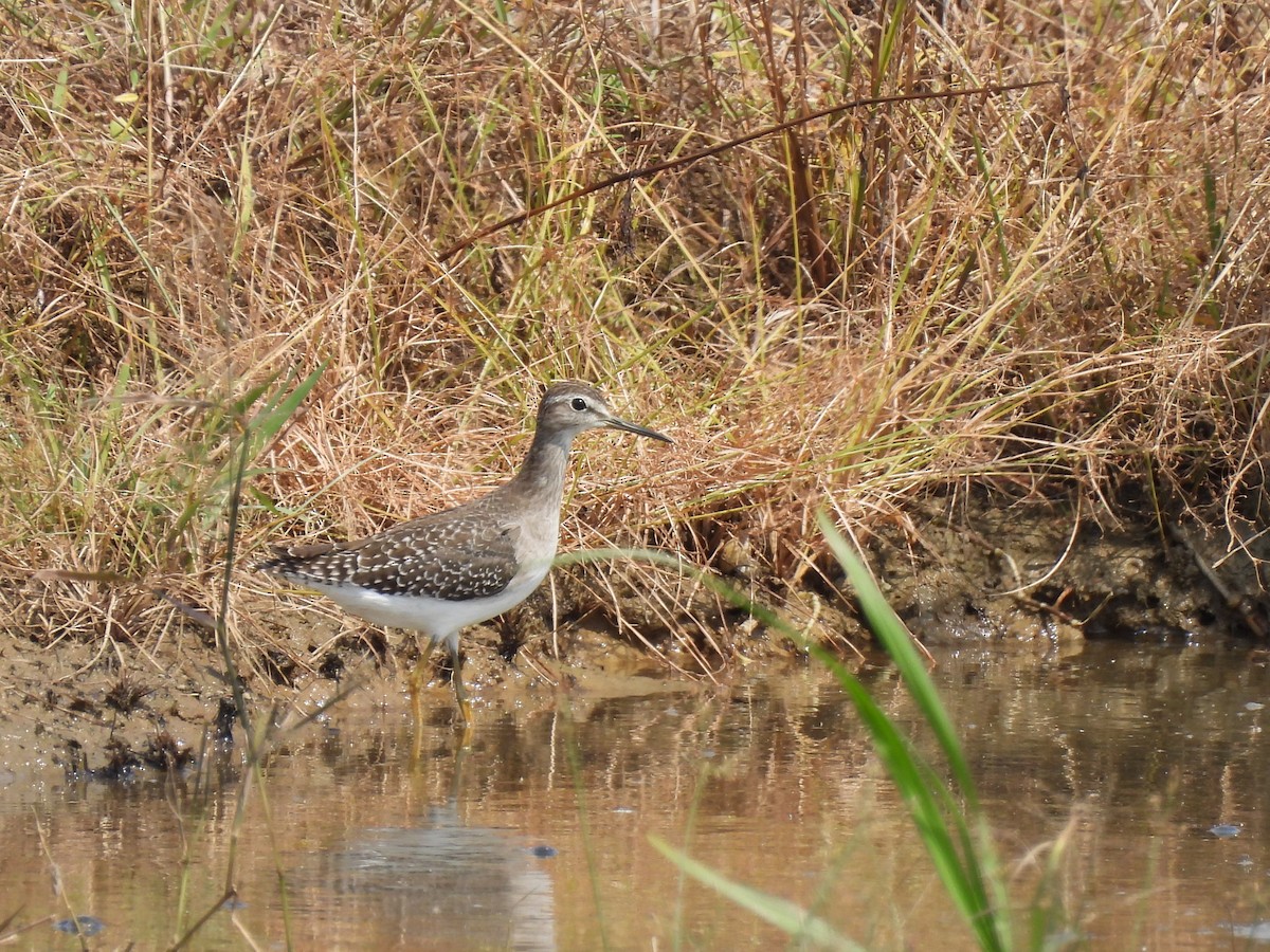 Bruchwasserläufer - ML609962172