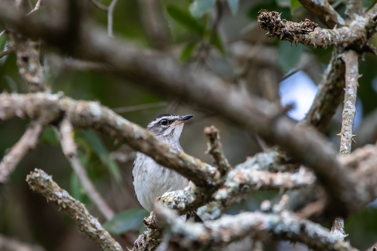 Brown-backed Scrub-Robin - ML609962195