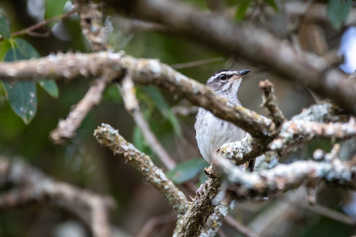 Brown-backed Scrub-Robin - Nathan Mixon