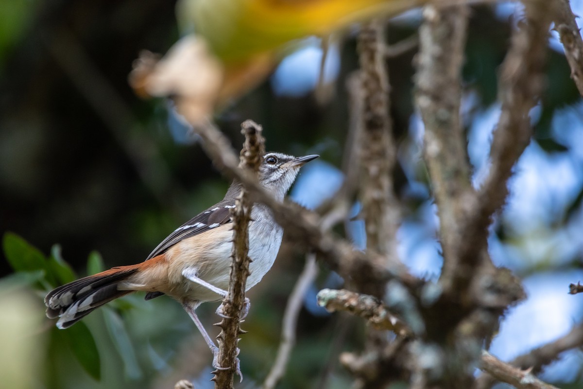 Brown-backed Scrub-Robin - ML609962197