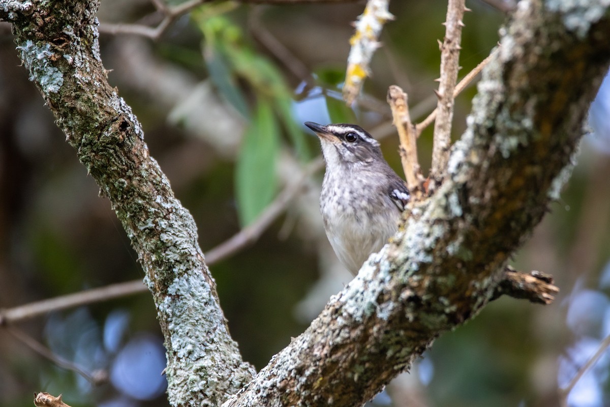 Brown-backed Scrub-Robin - ML609962198