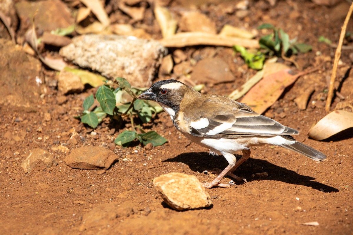 White-browed Sparrow-Weaver - Nathan Mixon