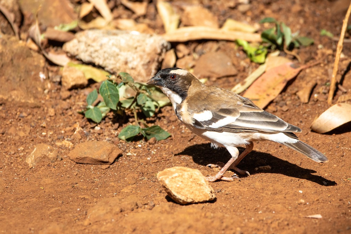 White-browed Sparrow-Weaver - Nathan Mixon