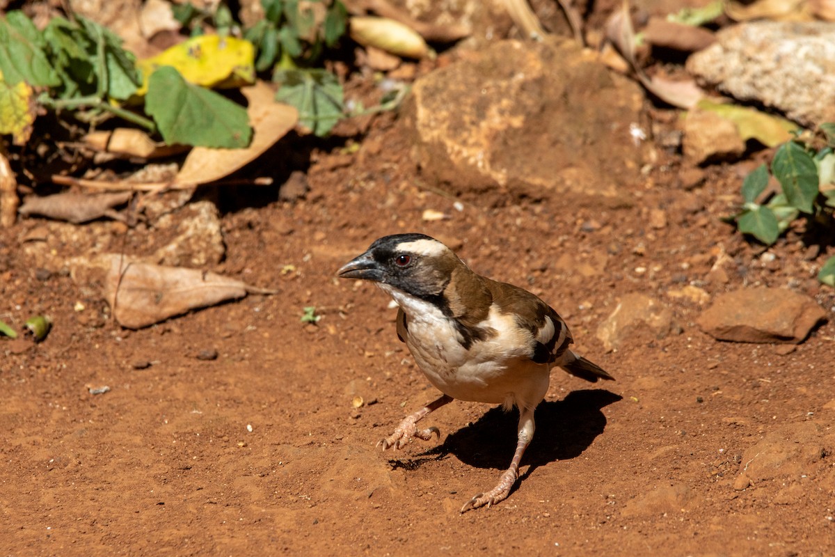 White-browed Sparrow-Weaver - Nathan Mixon