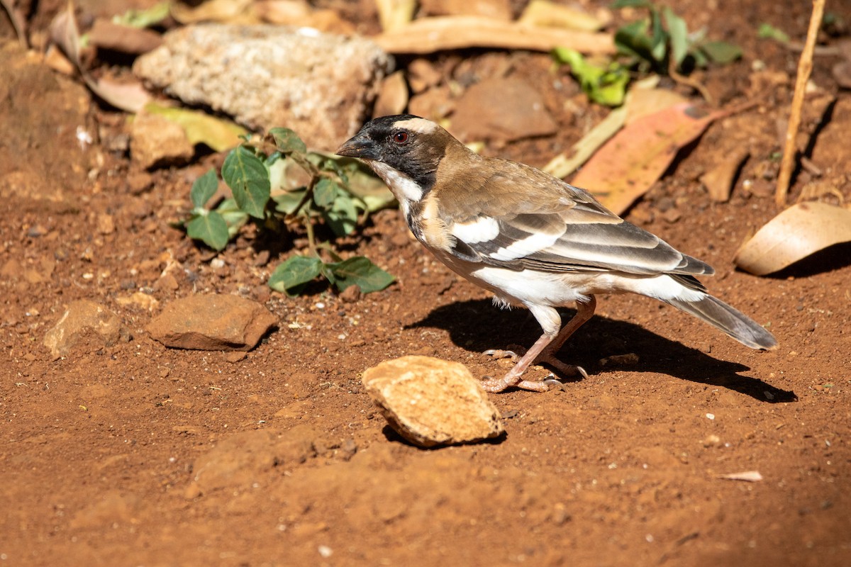 White-browed Sparrow-Weaver - Nathan Mixon