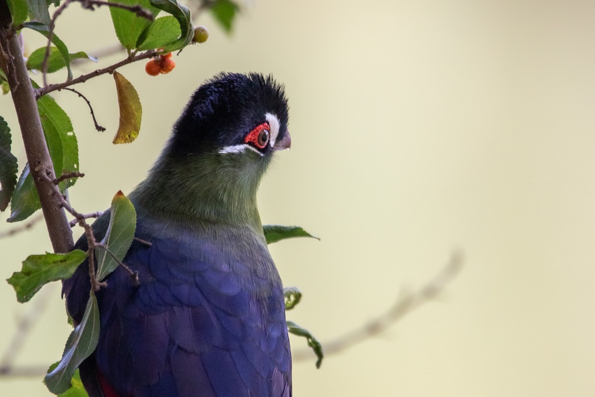 Hartlaub's Turaco - Nathan Mixon