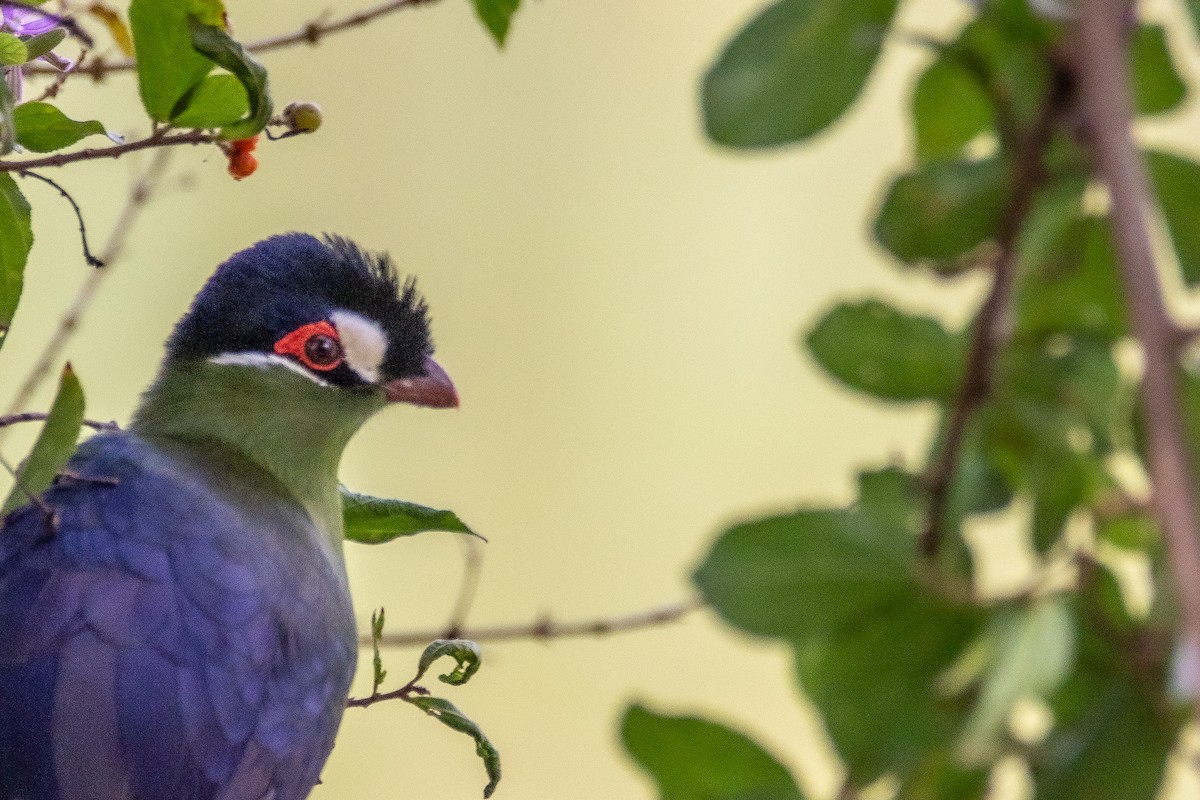 Hartlaub's Turaco - Nathan Mixon