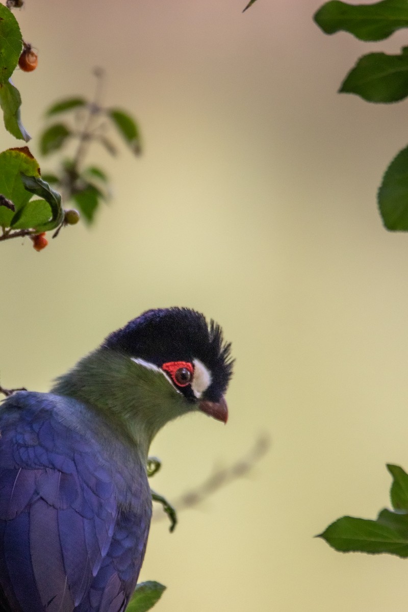 Hartlaub's Turaco - Nathan Mixon