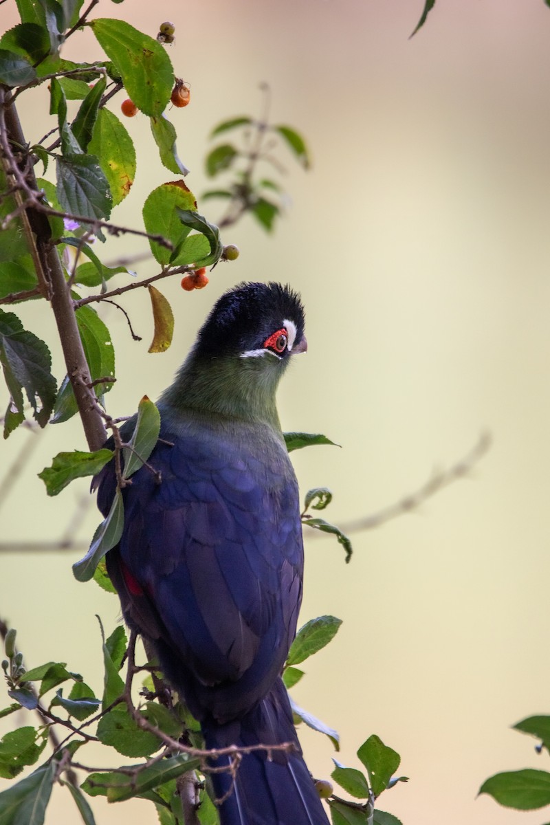 Hartlaub's Turaco - Nathan Mixon