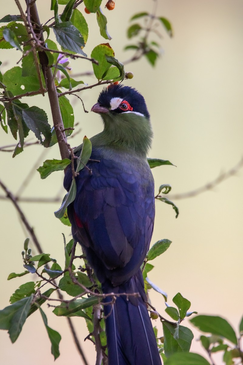 Hartlaub's Turaco - Nathan Mixon