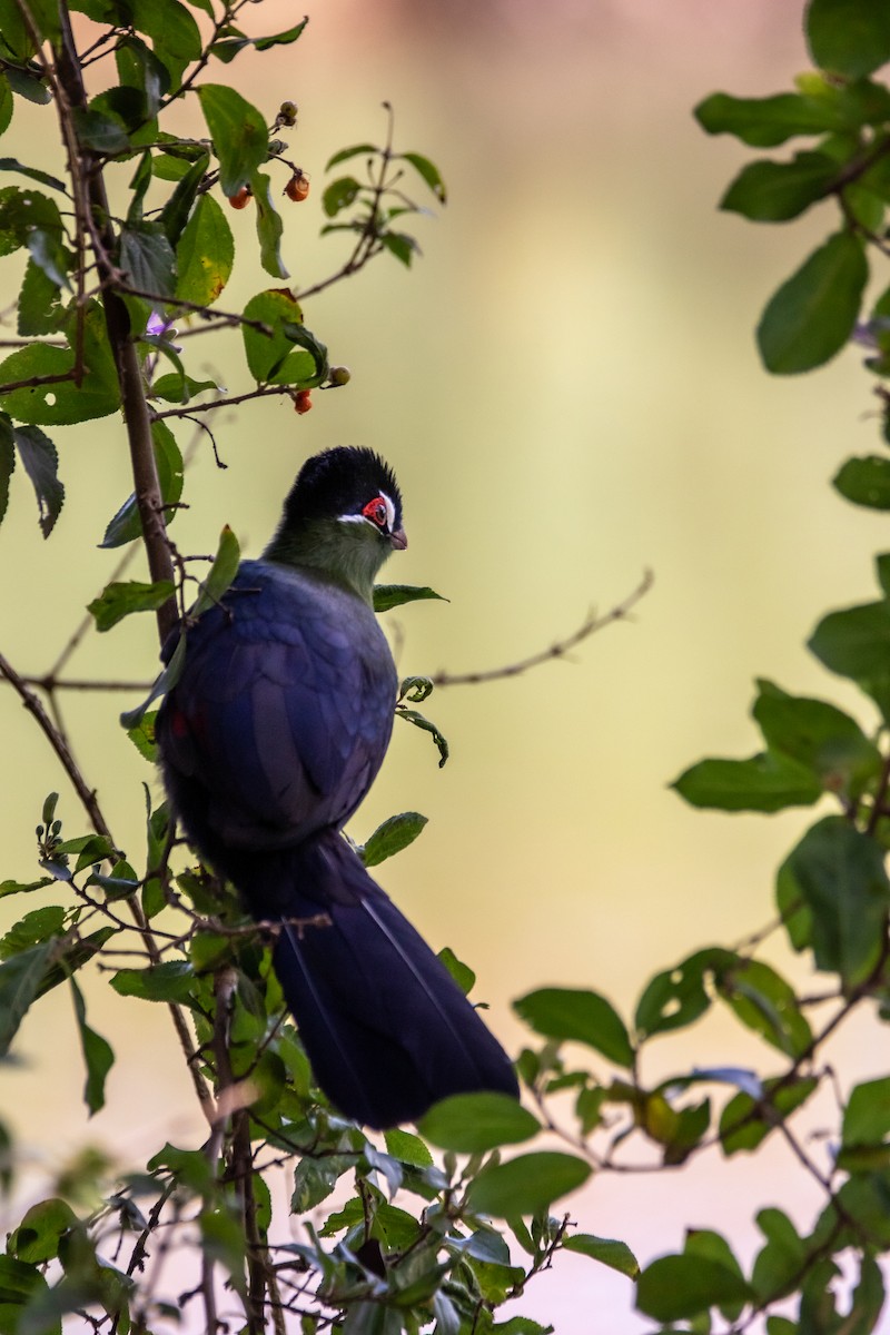 Hartlaub's Turaco - Nathan Mixon