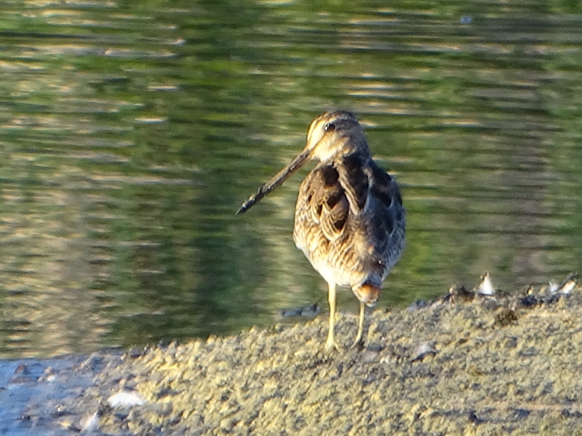 Latham's Snipe - Richard Murray