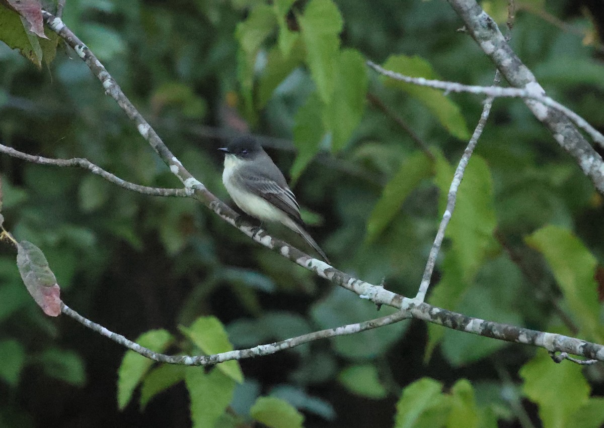 Eastern Phoebe - ML609962652