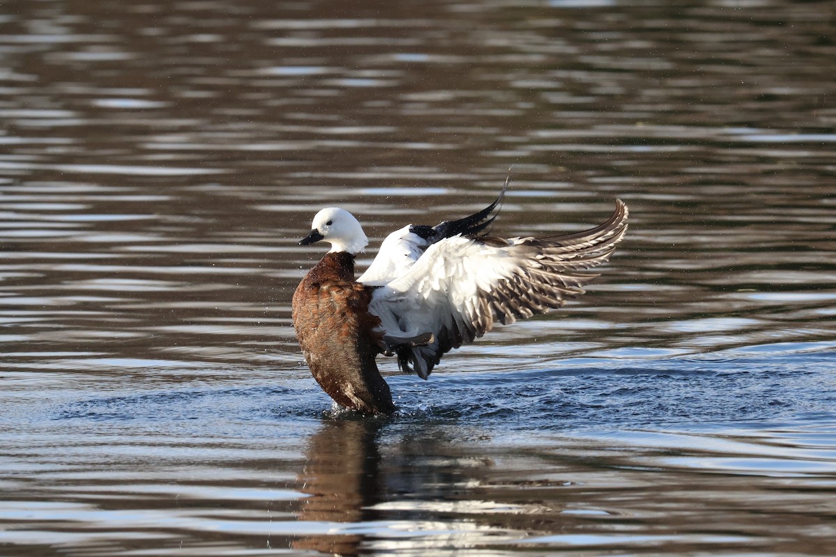 Paradise Shelduck - Bhubordee Ngamphueak