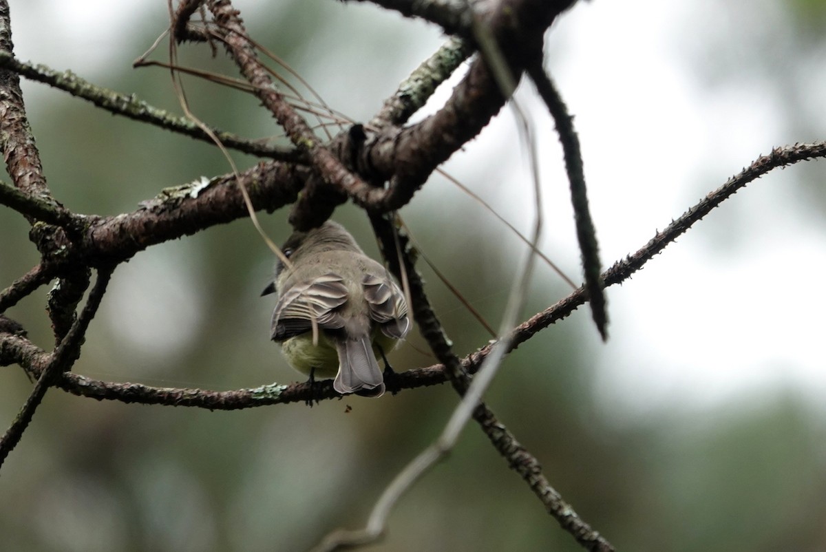 Eastern Phoebe - ML609962757