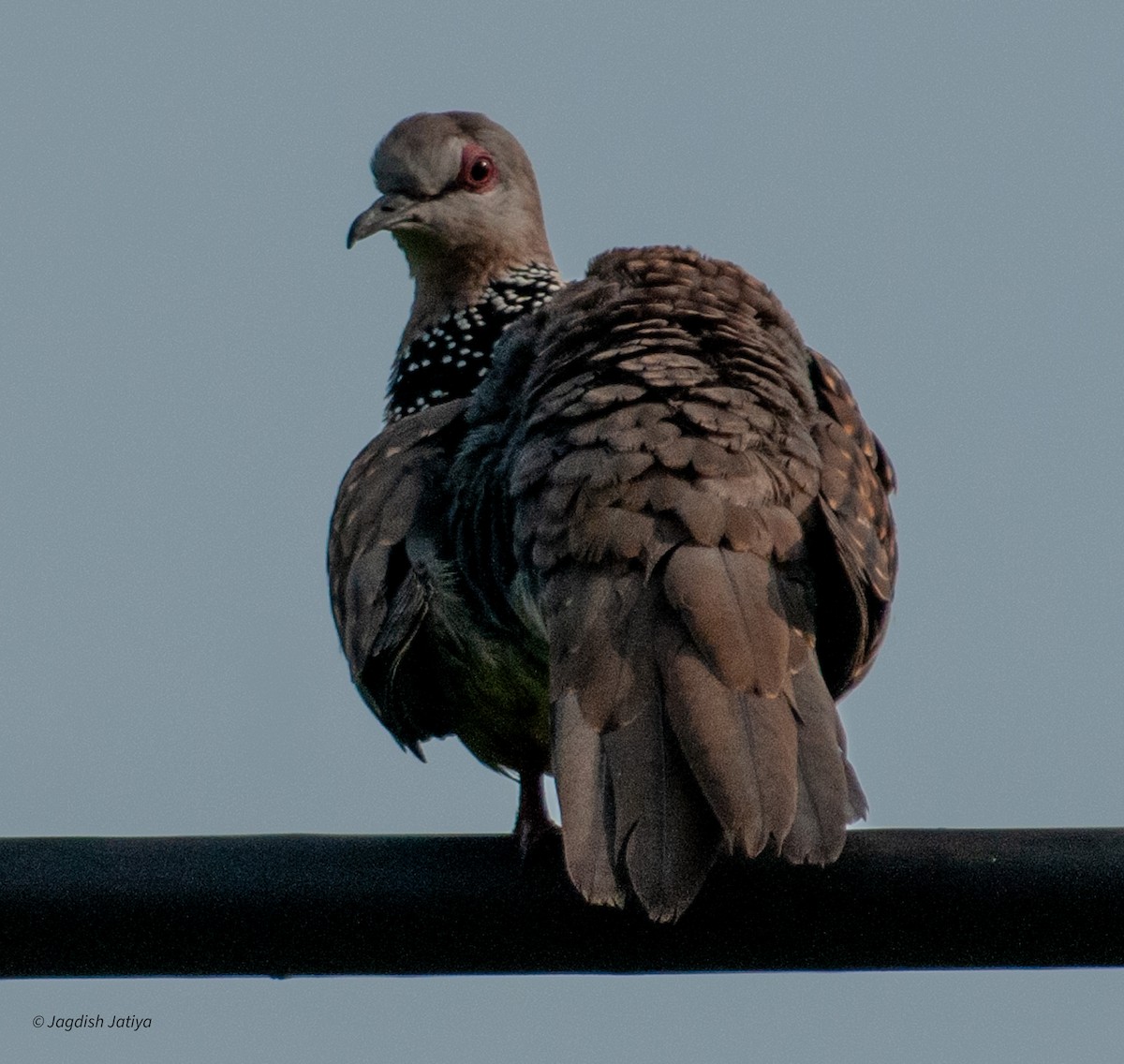 Spotted Dove - ML609962784