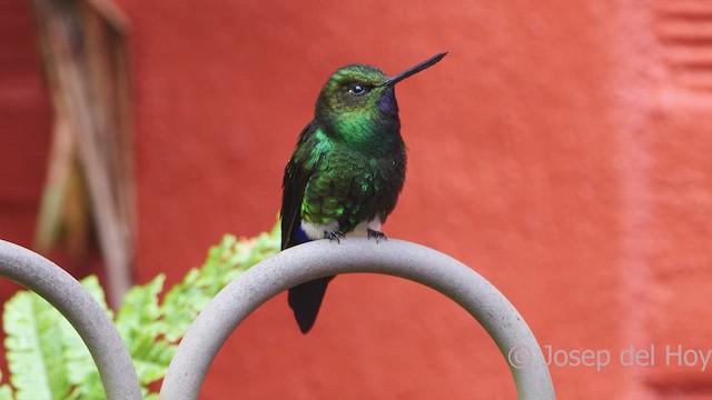 Glowing Puffleg - ML609962843