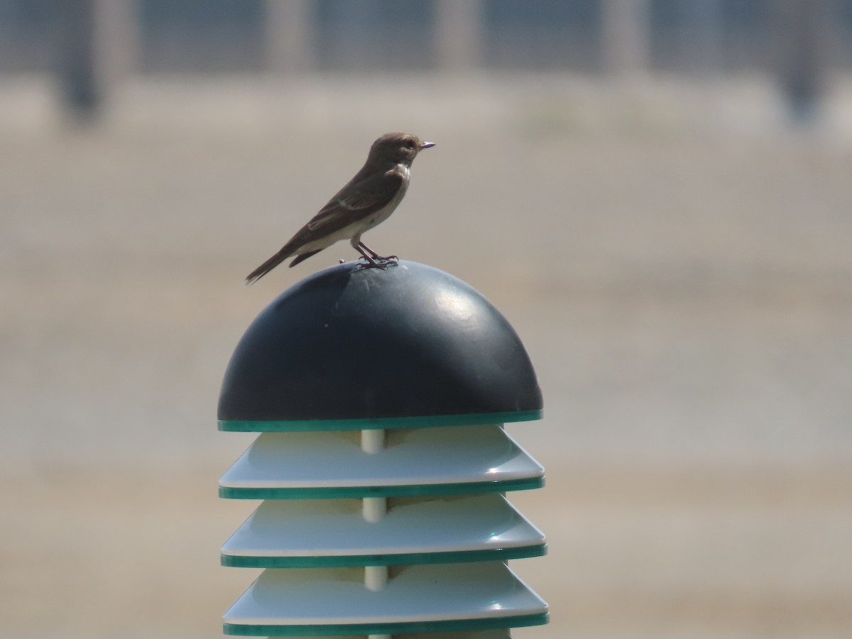 Spotted Flycatcher - ML609962884