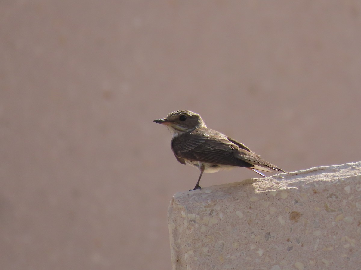 Spotted Flycatcher - ML609962886