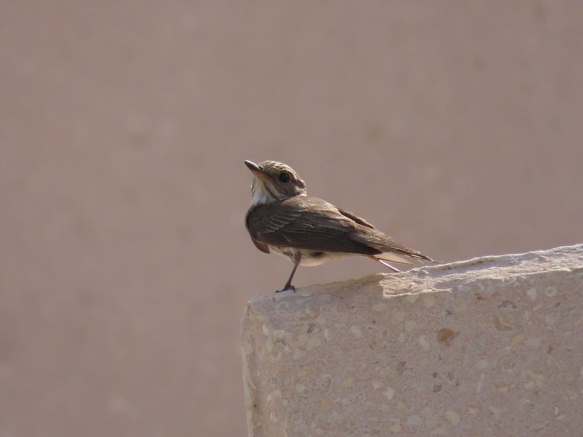 Spotted Flycatcher - ML609962887