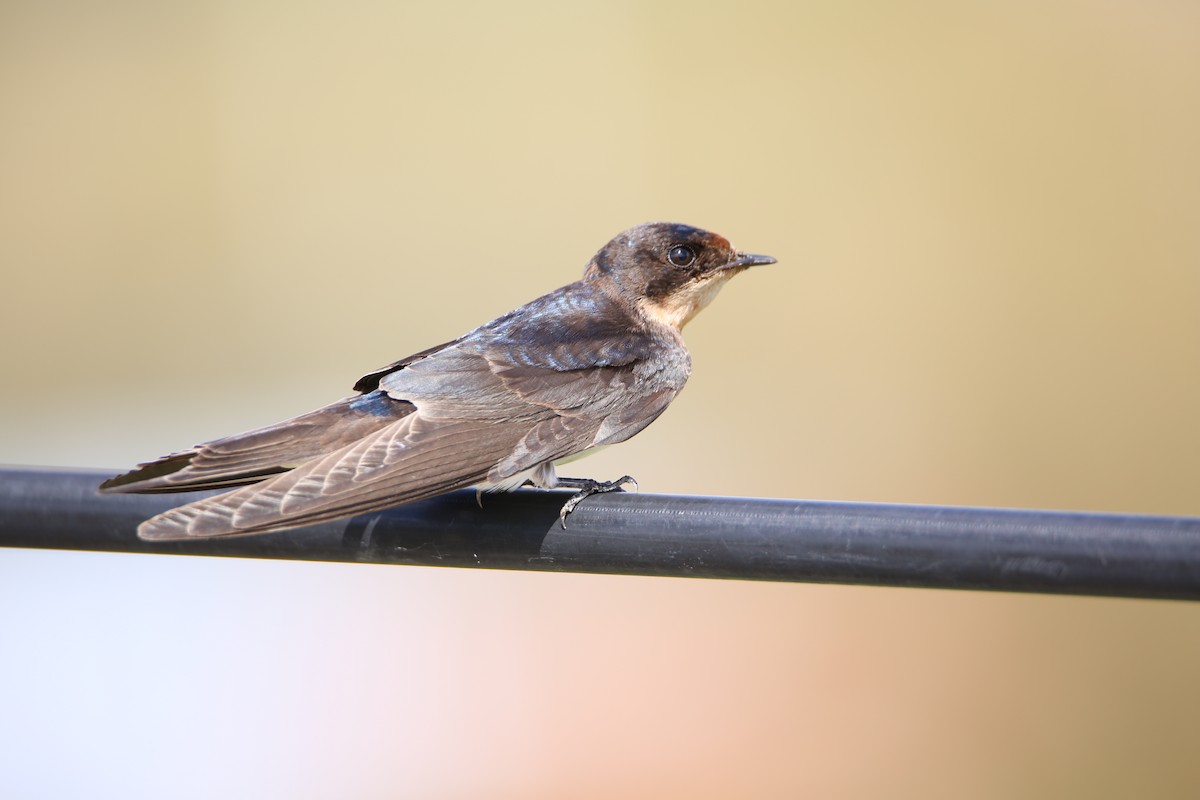 Barn Swallow - ML609962890