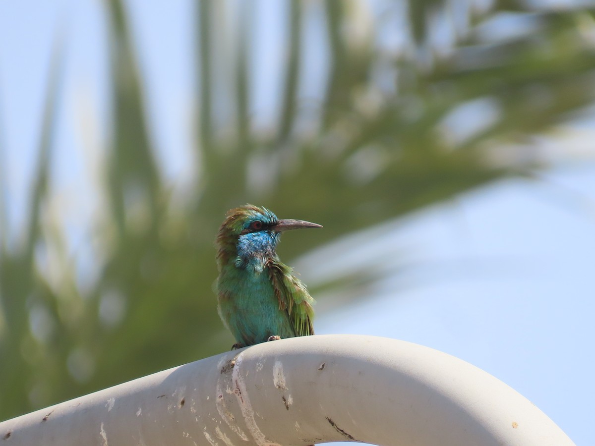 Arabian Green Bee-eater - Ute Langner