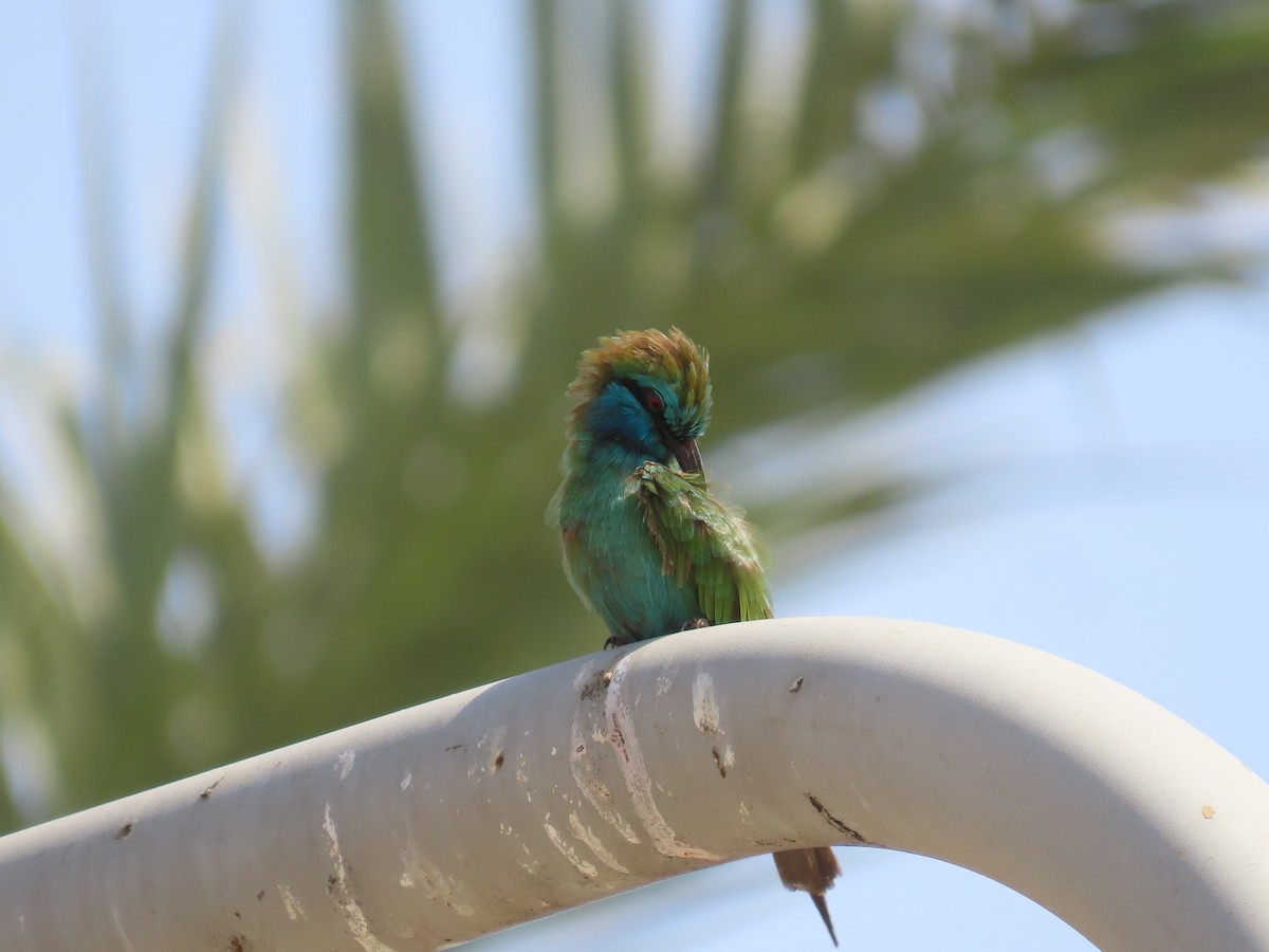 Arabian Green Bee-eater - Ute Langner