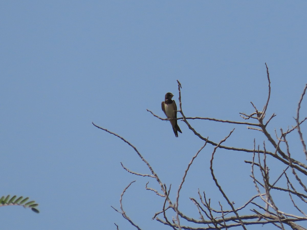 Barn Swallow - Ute Langner