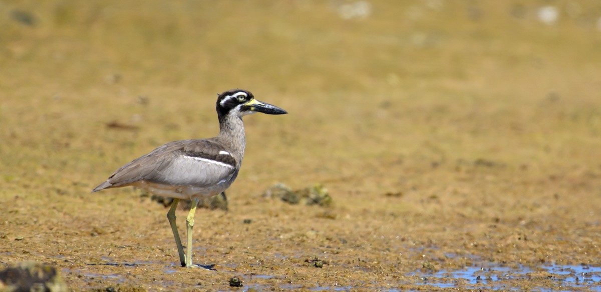 Beach Thick-knee - Mark Lethlean